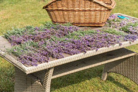 Lavender cutting - cutters and fresh flowers on wooden table. Lavender harvest in a small garden. Aromatherapy. Production of perfumes.の写真素材