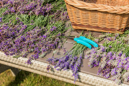Lavender cutting - cutters and fresh flowers on wooden table. Lavender harvest in a small garden. Aromatherapy. Production of perfumes.の写真素材
