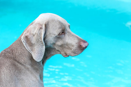 Weimaraner by the garden pool. Hunting dog's head. Weimaraner detail. Dog's eyes.の写真素材