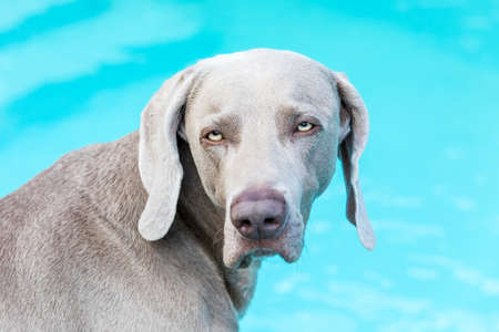 Weimaraner by the garden pool. Hunting dog's head. Weimaraner detail. Dog's eyes.の写真素材