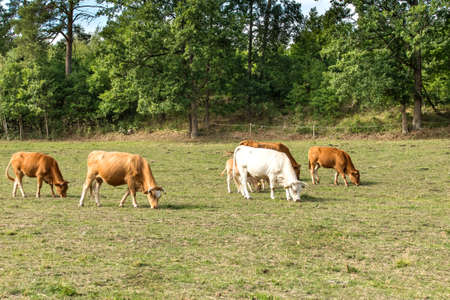 Cattle on pasture in the Czech Republic. Breeding of cows and bulls. Summer day on the farm. Green pasture.の写真素材