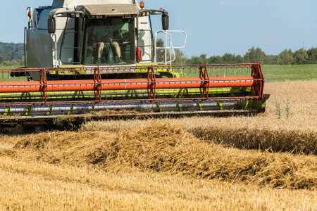 Harvesting wheat with a combine harvester. Agriculture. Growing wheat. Grain trading.の写真素材