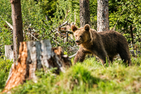 Big brown bear in nature or in forest, wildlife, meeting with bear, animal in natureの写真素材