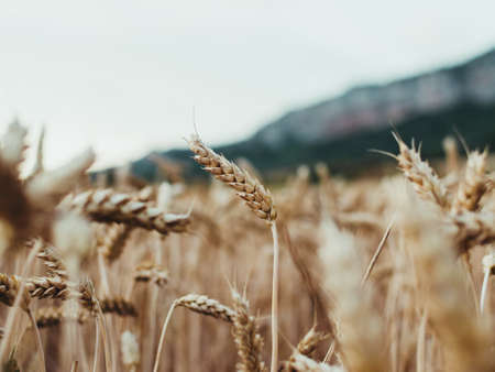 closeup of wheat plantation with unfocused mountain backgroundの写真素材
