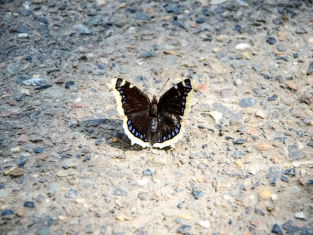Brown butterfly sitting on the roadの写真素材
