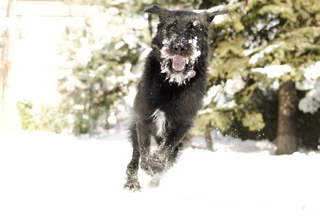Dog having fun in snowの写真素材