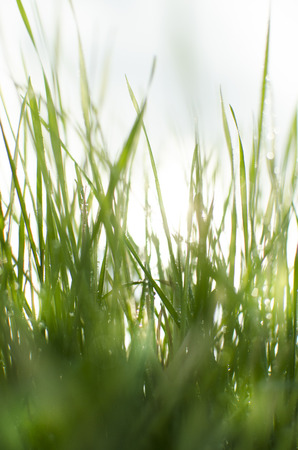 Wet sunny grass