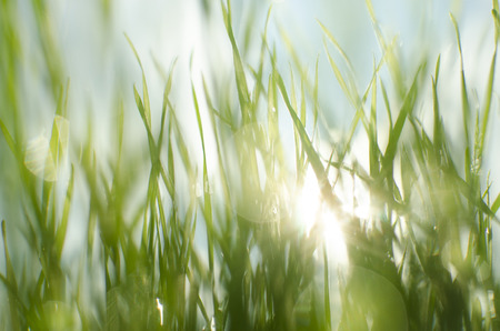 Wet sunny grass