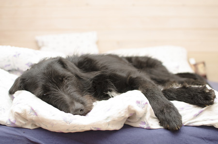 Sleepy dogの写真素材