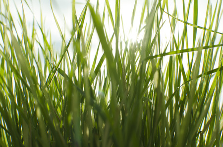 Wet sunny grass