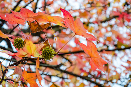 Autumn leaves on branchの写真素材