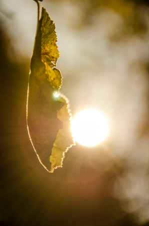 Leaf about to fall from branchの写真素材