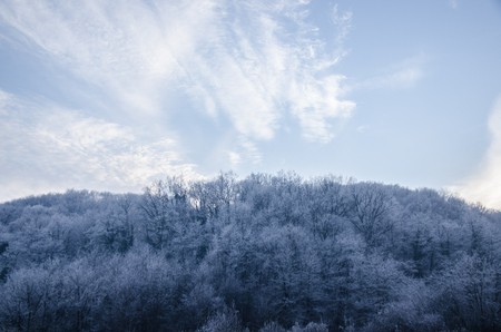 Frosted forestの写真素材