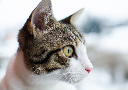 Cat portrait in winter timeの写真素材