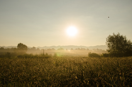 Golden field in morning sunの写真素材