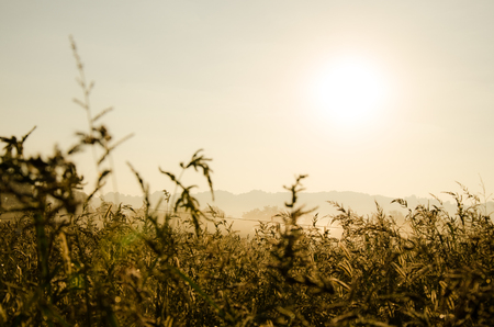 Golden field in morning sunの写真素材