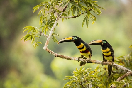 Two Many-banded Aracari (Pteroglossus pluricinctus), south america, ecuadorの写真素材