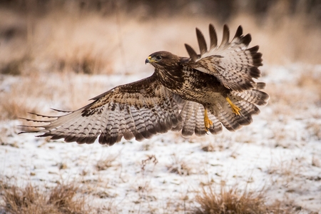 flying bird with extended wings, brown bird with a hooked beak, predator on the prowl, Europe,の写真素材