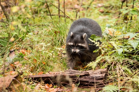 Close up Raccoon Dog, animal in its natural environment, brown mammal on a forest trail, europe, Germanyの写真素材