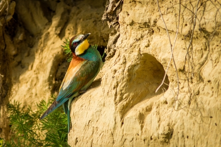 Close up Bee-eater, Europe, bird in nest, colorful bird, Czech republic, south Moraviaの写真素材