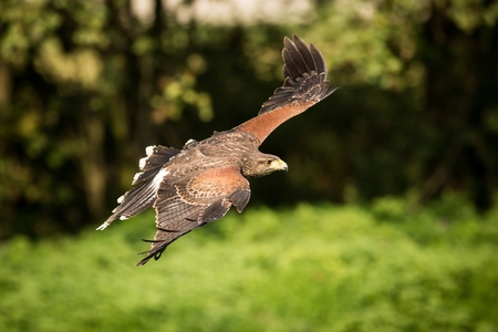 
flying Western Marsh Harrier, view predator, flying predator, europe, czech republic, south...