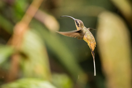 Flying White-whiskered Hermit. Hummingbird in the tropic forest. 