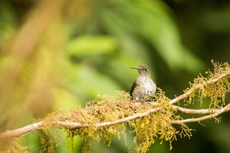 Small bird in the green leaves, animal in the nature habitat, mountain tropic forest, wildlife, Ecuador. Hummingbird hidden in green vegetation.の写真素材
