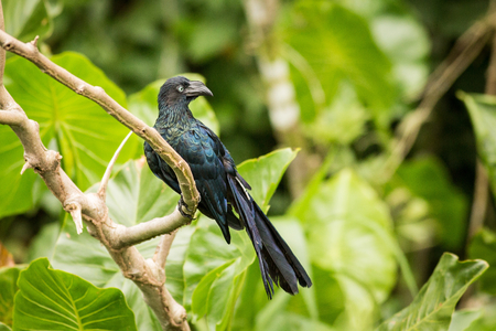 Sitting Greater ani. South america. Ecuador. Wildlife animal scene from nature. Close-up portrait of nice animal in habitatの写真素材