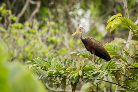 A Limpkin (Aramus guarauna) standing upright on vegetation, against a blurred natural background, south america, ecuadorの写真素材