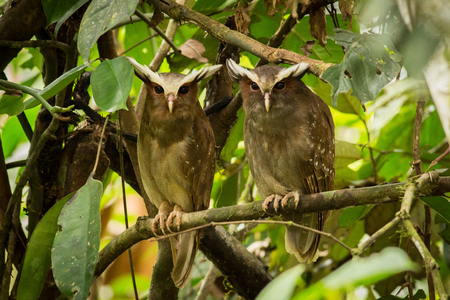 perched two Band-bellied Owl, south america, ecuador. Wildlife scene from nature.  Animal in the nature habitatの写真素材