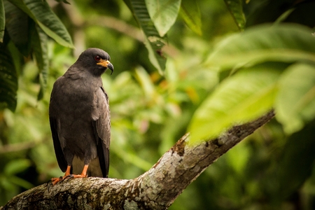 Sitting Snail kite, sitting bird, bird in the tree, south america, ecuador.  Wildlife scene from nature.  Animal in the nature habitat.の写真素材