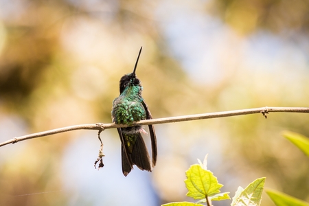 Close up Purple-throated Woodstar ,green hummingbird in a green environment, hummingbird sitting on a branch bushes, animal in its natural environment, south america, ecuadorの写真素材
