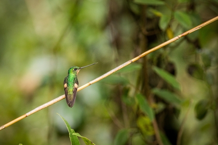 Close up Purple-throated Woodstar ,green hummingbird in a green environment, hummingbird sitting on a branch bushes, animal in its natural environment, south america, ecuadorの写真素材