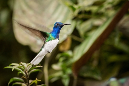 Close-up White-necked Jacobin. Wildlife scene from nature.  Animal in the nature habitat. South America, Ecuadorの写真素材