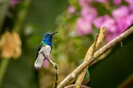 Close-up White-necked Jacobin. Wildlife scene from nature.  Animal in the nature habitat. South America, Ecuadorの写真素材
