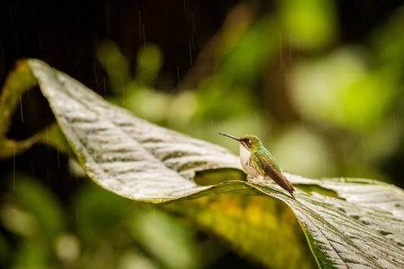 Wildlife scene from nature.  Booted Racket-tail, Ocreatus underwoodii, rare hummingbird from Ecuador, green bird sitting on a beautiful flower, action scene in tropical forest, animal in the nature habitat, white carpet slippersの写真素材