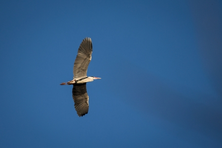 Wildlife scene from nature.  Animal in the nature habitat. Flying bird. Blue sky.の写真素材