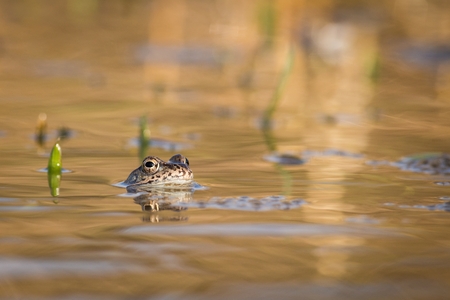 Common Brown frog and eggs in spring. Wildlife scene from nature.  Animal in the nature habitat. Common frogs (Rana temporaria) in water on a beautiful background.の写真素材