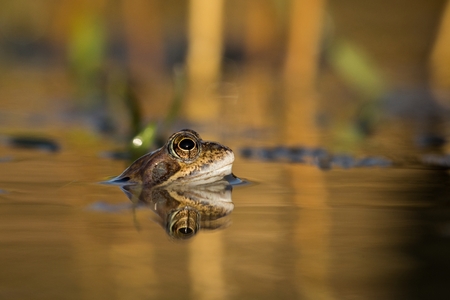 Common Brown frog and eggs in spring. Wildlife scene from nature.  Animal in the nature habitat. Group of common frogs (Rana temporaria) in water on a beautiful background.の写真素材