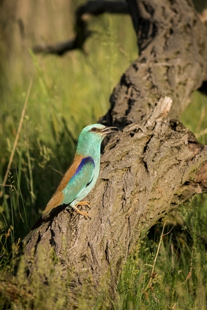 European Roller, beautiful colour light blue bird sitting on the branch with, Portrait in the meadow with blurred blue background, Animal in the nature habitat, Wildlife scene from natureの写真素材