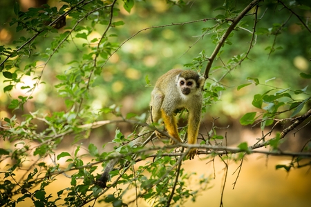 Common squirrel monkey (Saimiri sciureus) walking on a tree branch.  Monkey on a branch in the...