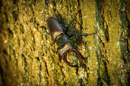 Stag Beetle (Lucanus cervus) on the tree branch. Big horned beetle perched on the branch. Wildlife...