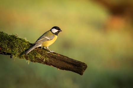 Great Tit, Parus major, black and yellow songbird sitting on the nice lichen tree branch, Czech. Bird in natur. Songbird in the nature habitat. Cute blue and yellow songbird in autumn sceneの写真素材