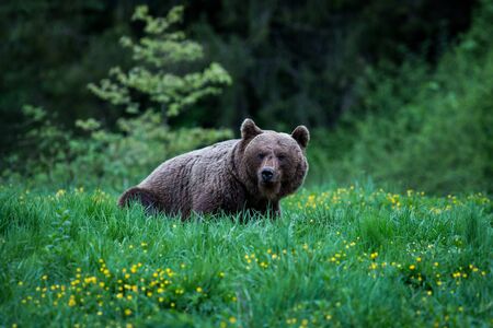 Aggressive animal. Wildlife scene from Poland nature.  Dangerous animal in nature forest and meadow habitat. Brown bear, close-up detail portrait. Bear hidden in yellow meadow.の写真素材