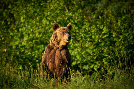 Wildlife scene from Poland nature. Dangerous animal in nature forest and meadow habitat. Brown bear,...