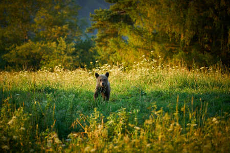 Wildlife scene from Poland nature. Dangerous animal in nature forest and meadow habitat. Brown bear,...