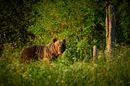 Wildlife scene from Poland nature. Dangerous animal in nature forest and meadow habitat. Brown bear,...