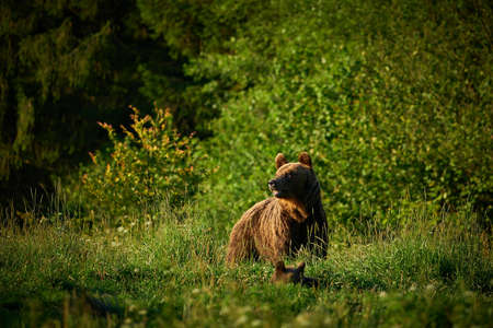 Wildlife scene from Poland nature. Dangerous animal in nature forest and meadow habitat. Brown bear,...