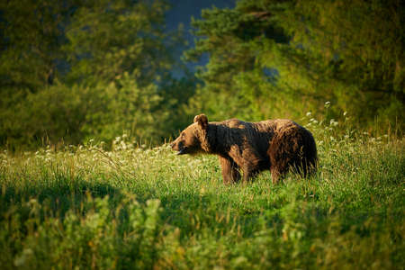 Wildlife scene from Poland nature. Dangerous animal in nature forest and meadow habitat. Brown bear, close-up detail portrait. Bear hidden in yellow meadow.の写真素材