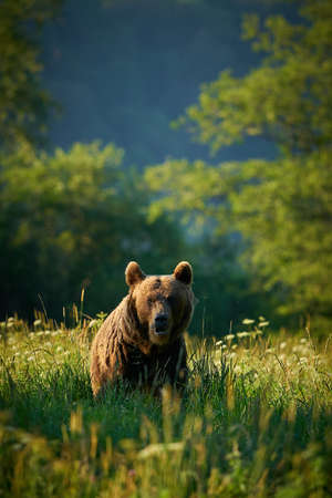 Wildlife scene from Poland nature. Dangerous animal in nature forest and meadow habitat. Brown bear,...